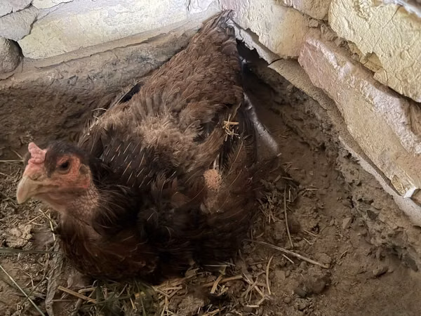 Chickens — Uzbekistan