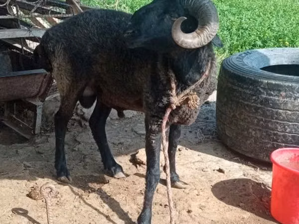 Kambing jantan, Sheep — Uzbekistan