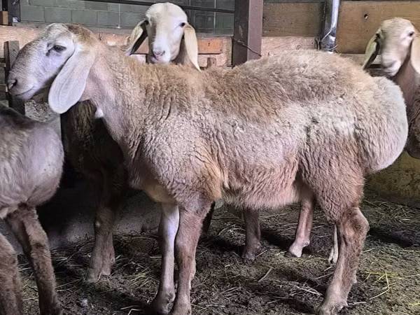 قوچ, Arashan sheep — قرقیزستان
