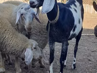 雌ヤギ, Nubian Goat — 写真 3