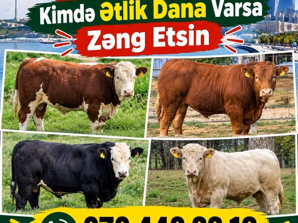 Ταύρος, Βοοειδή