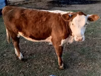 公牛, Swiss cattle — 照片 4
