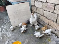 Chickens — Foto 1