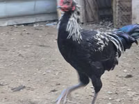 Chickens — عکس 3