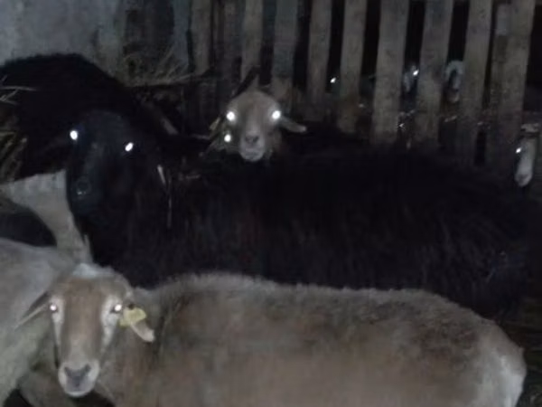 Ram, Hissar sheep — Kazakhstan