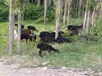 Kambing jantan, Sheep — foto 3