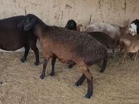 Oveja, Arashan sheep — foto 5