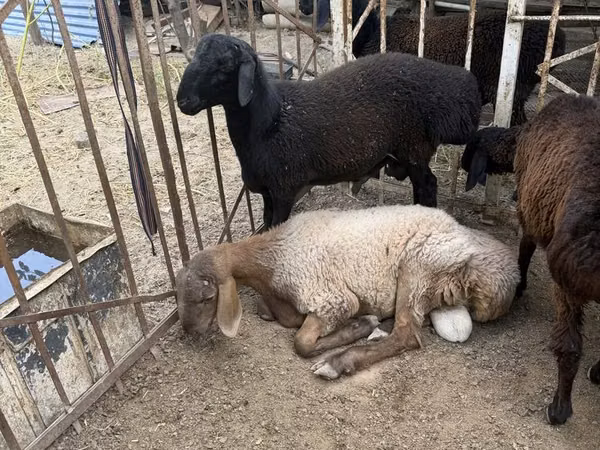 Ram, Sheep — Uzbekistan