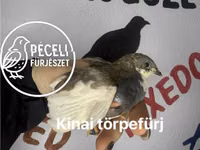 Quails — عکس 7