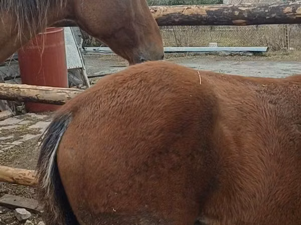 Kuda betina, Horses — Kazakhstan