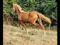 Mare, Haflinger — photo 2