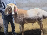 Montone, Arashan sheep — foto 2