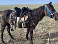 Mare, Horses — photo 1