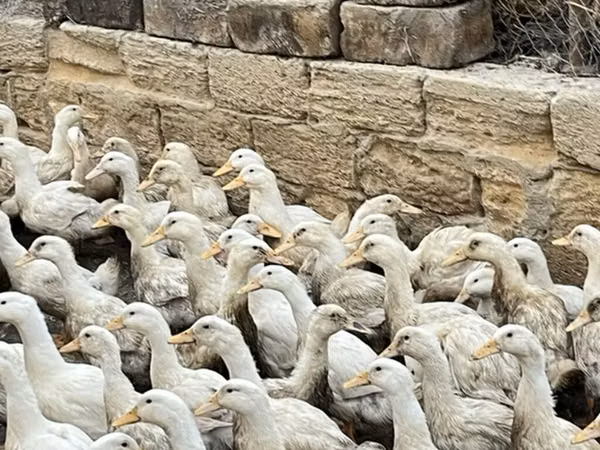 Ducks