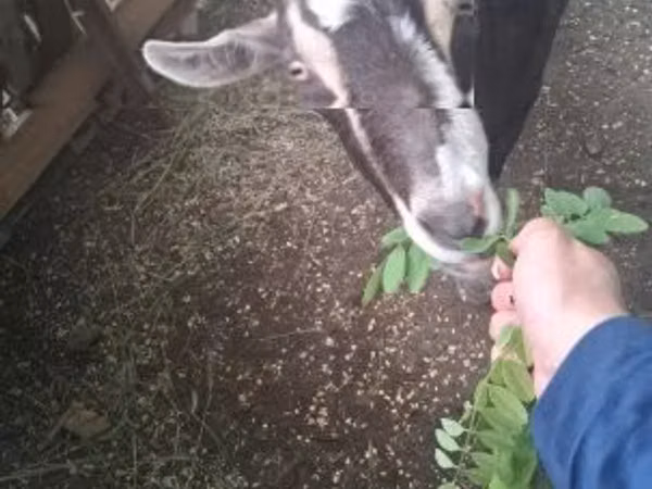 Goat, Goats — Hungary