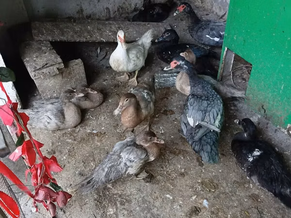 Ducks — Azerbejdżan