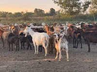 Goat, Goats — photo 2