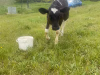 公牛, Cattle — 照片 2