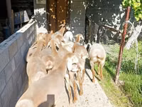 Sheep, Arashan sheep — photo 8