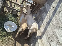 Buk, Alpine goat — foto 4