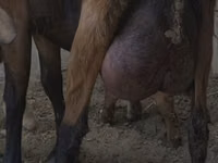 Echki, Czech Brown Shorthaired goats — 1-rasm