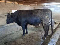 Toro, Swiss cattle — foto 7