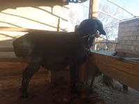 Ram, Sheep — photo 1