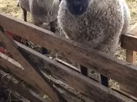 میش, Blackheaded Persian sheep — عکس 1