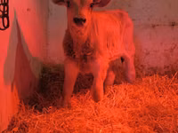 Banteng, Swiss cattle — foto 1