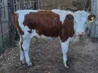 Krava, Simmental cattle — foto 2