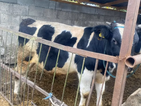 Buğa, Russian Black pied cattle