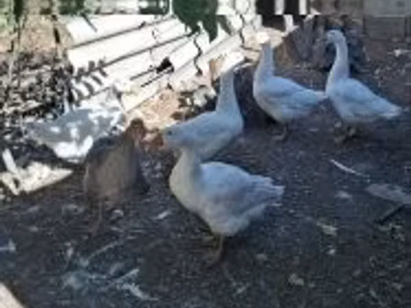 Geese — Ungarn
