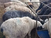 Carneiro, Hissar sheep — foto 7
