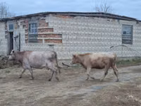 Корова, Swiss cattle — фото 1