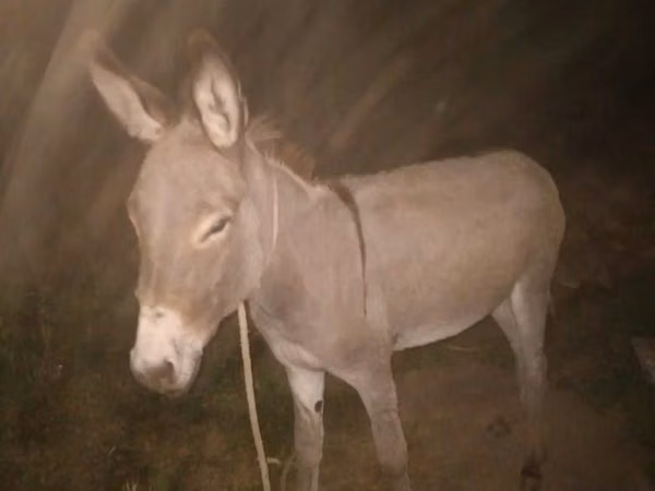 Horses (batch, sex not specified), Horses — Kazakhstan