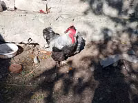 Chickens — photo 8