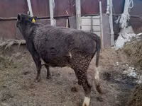 Vache, Swiss cattle — photo 4