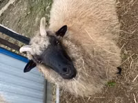 Får, White Suffolk sheep — foto 6