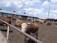 Banteng, Kazakh White-headed cow — foto 3