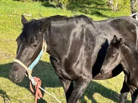 مادیان, Horse breed — عکس 2