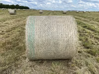 Eragrostis bales - Round / Big (For Sale) — 照片 2