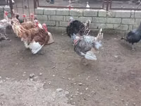 Turkeys — ছবি 3