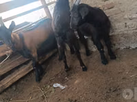 Goat, Goats — photo 4