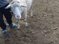 Κριός, Merino sheep — φωτογραφία 3