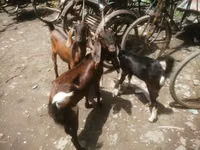 Goat, Black Bengal goats — photo 2