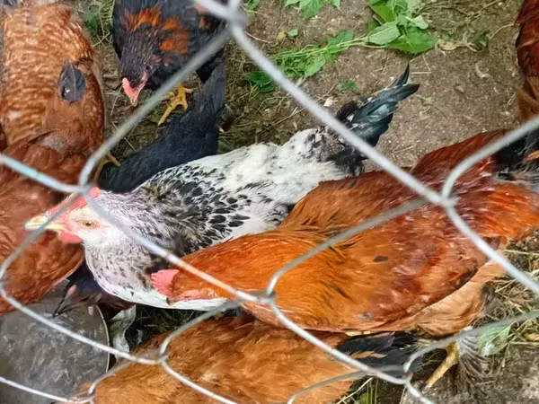 Chickens — 亚美尼亚