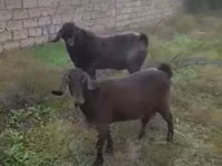 Ri’ lab, Goats — sawirka 2