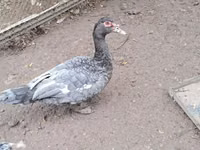 Ducks — foto 4
