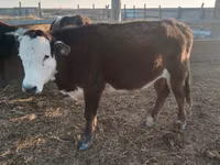 Vaca, Latvian Blue cattle — foto 5