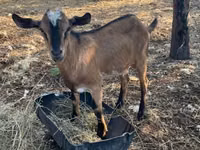 Billy Goat, Goats — photo 1